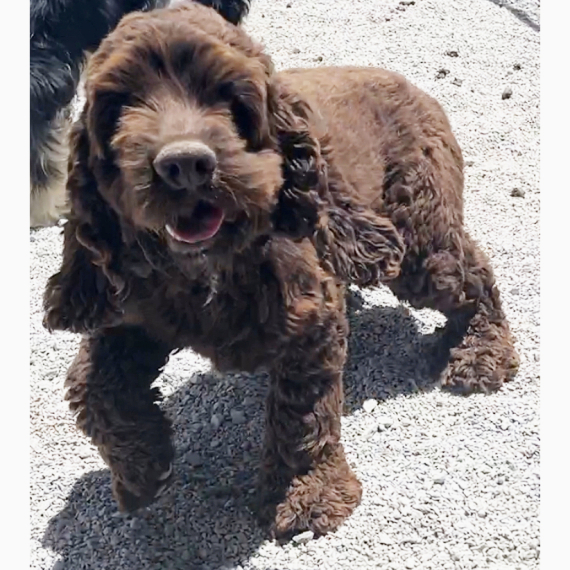 Cocker Spaniel