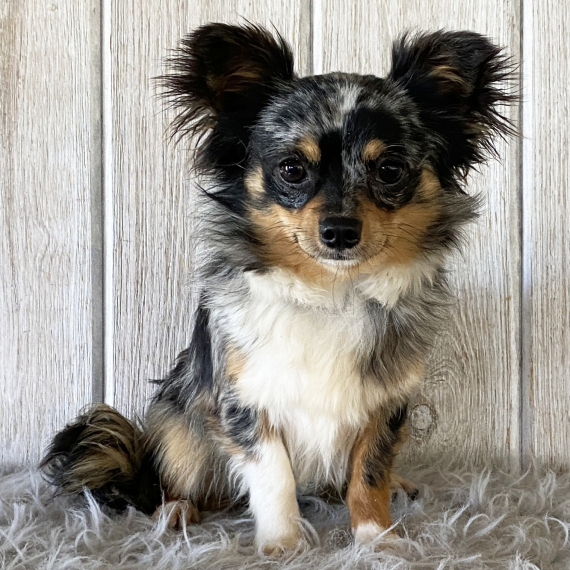 Chihuahua