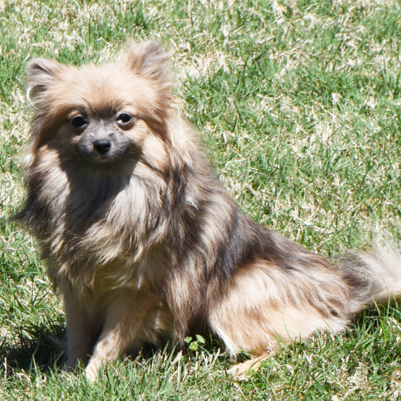 Pomeranian