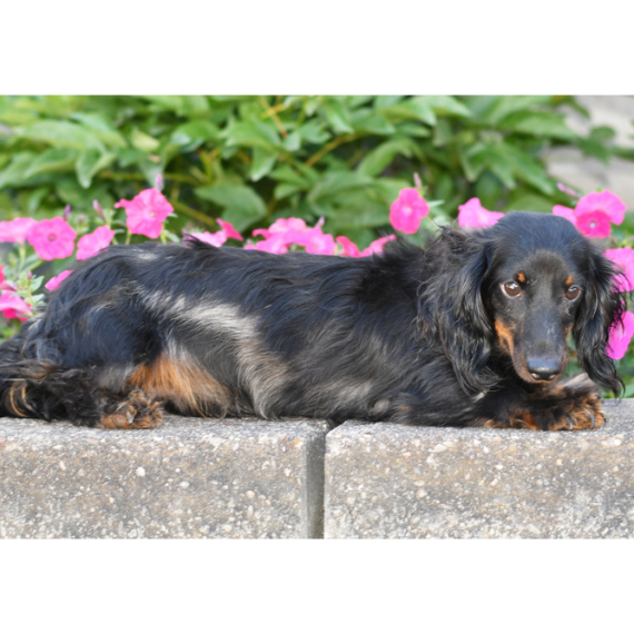 Dachshund