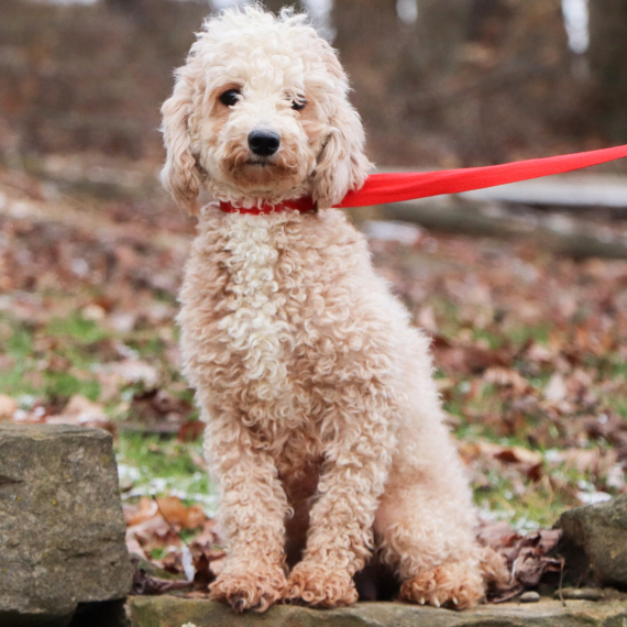 Poodle