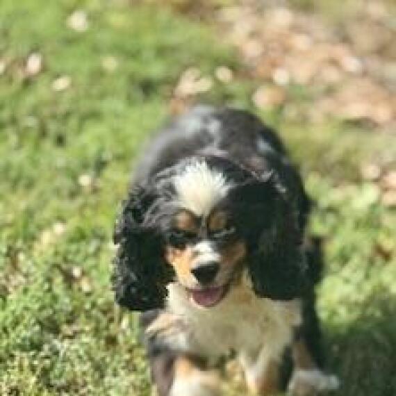 Cocker Spaniel