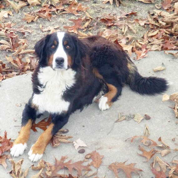 Bernese Mountain Dog