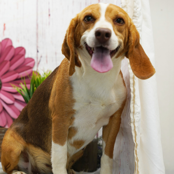 Beagle