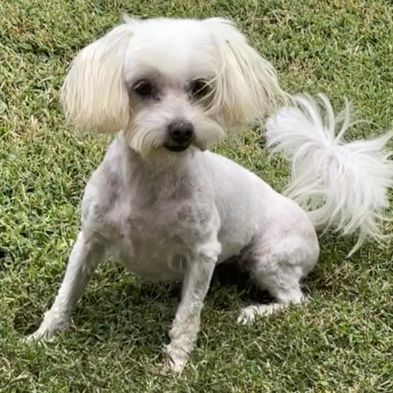 Maltese
