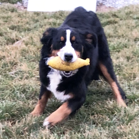 Bernese Mountain Dog