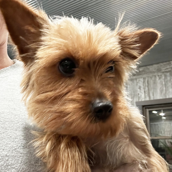 Yorkshire Terrier