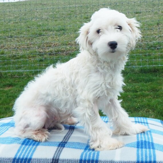 Maltese