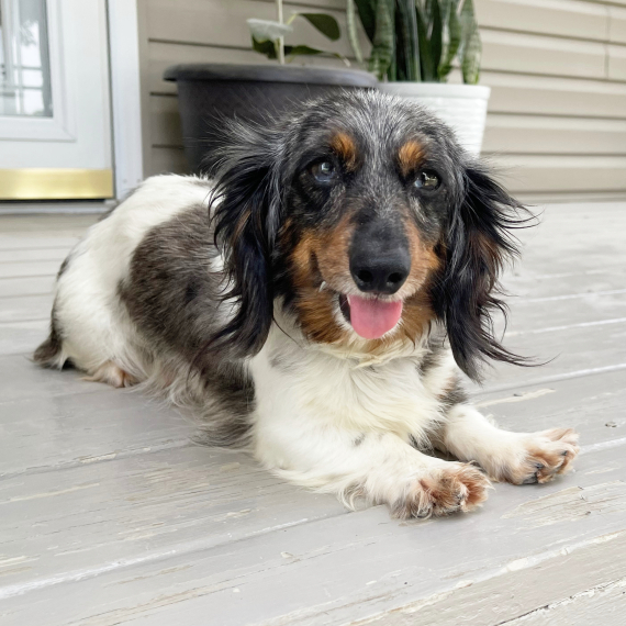Dachshund