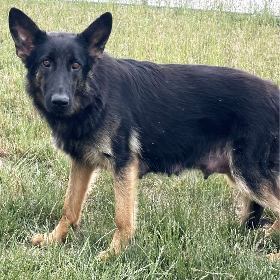 German Shepherd Dog
