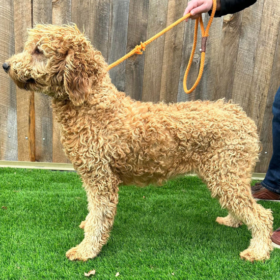 Goldendoodle