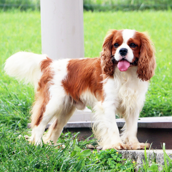 Cavalier King Charles Spaniel