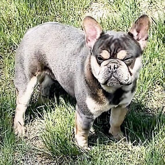 French Bulldog