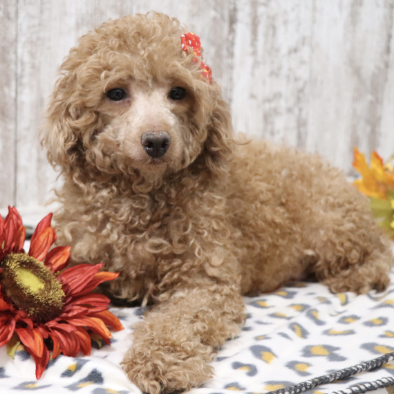 Poodle