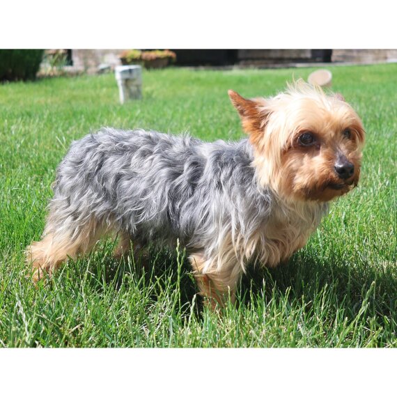Yorkshire Terrier