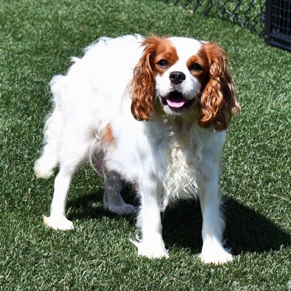 Cavalier King Charles Spaniel