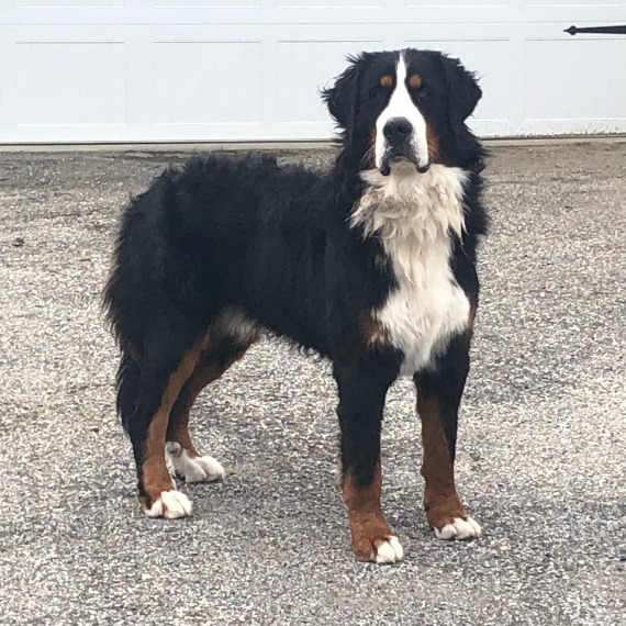 Bernese Mountain Dog