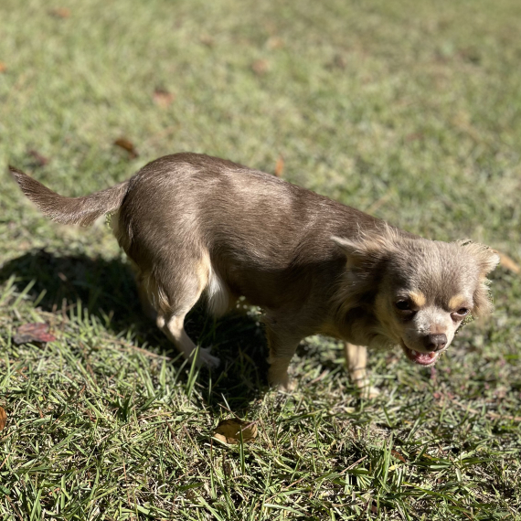 Chihuahua