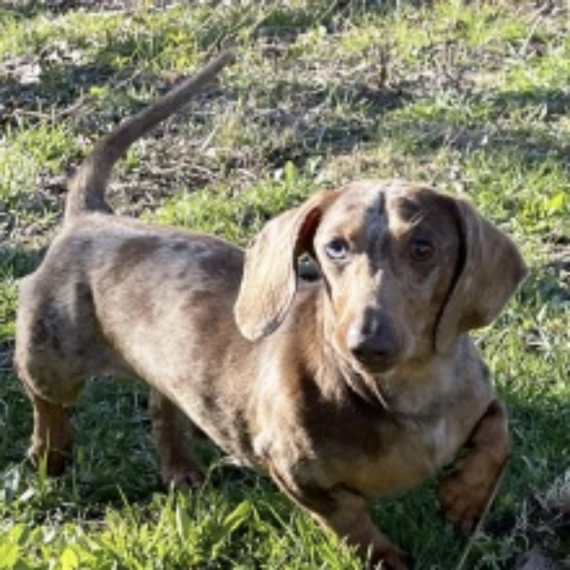 Dachshund