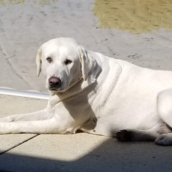 Labrador Retriever