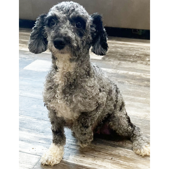 Poodle