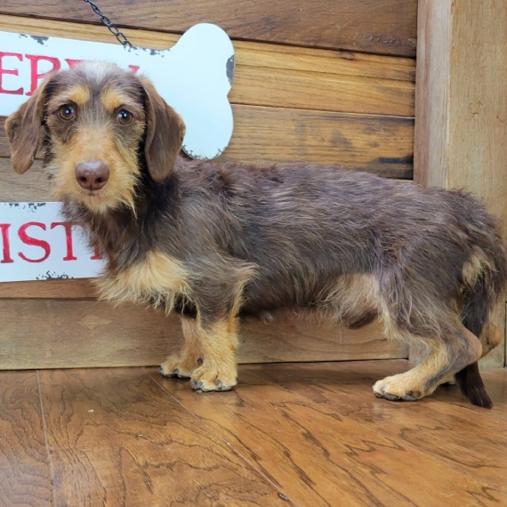 Dachshund