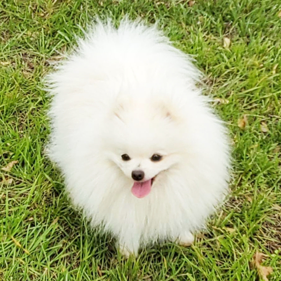 Pomeranian