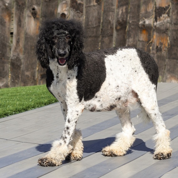 Poodle