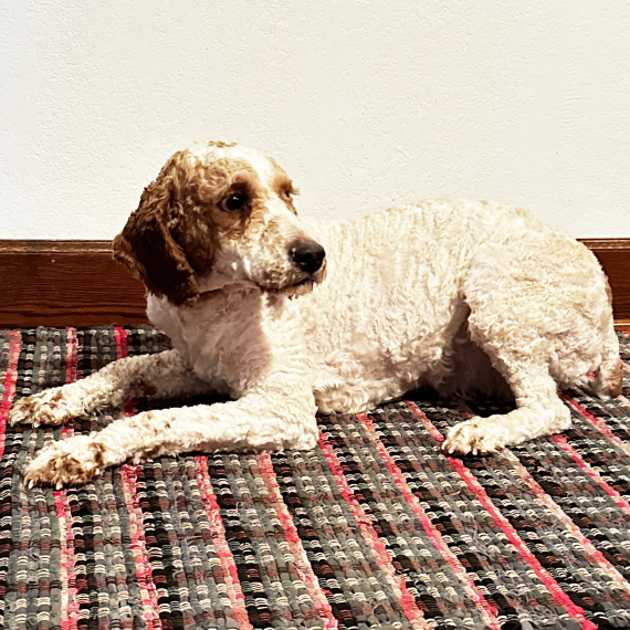 Poodle
