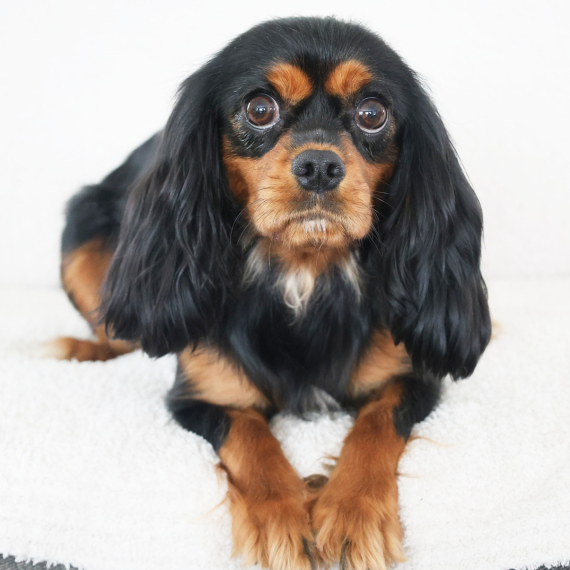Cavalier King Charles Spaniel