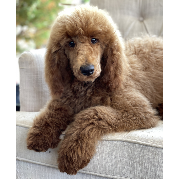 Poodle