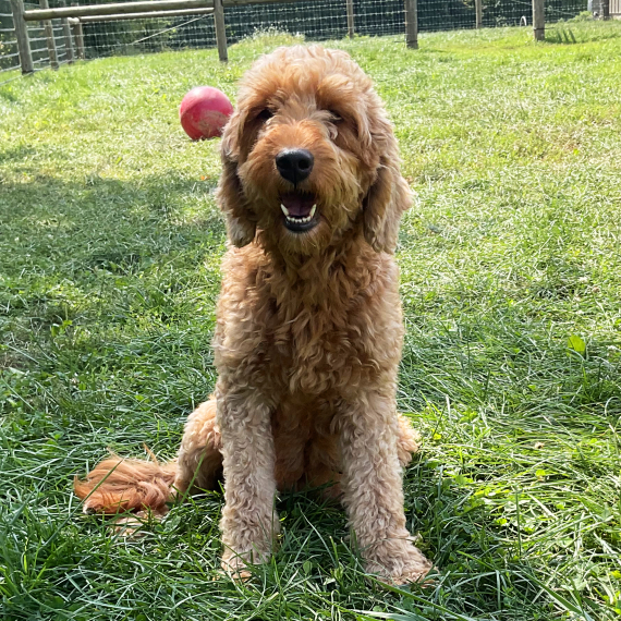 Goldendoodle
