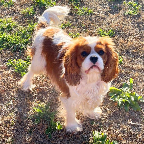 Cavalier King Charles Spaniel