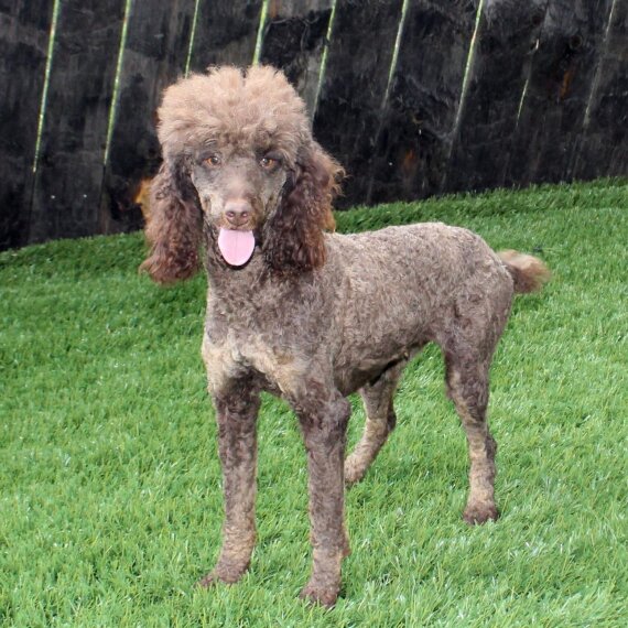 Poodle