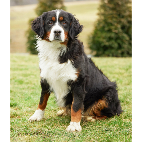Bernese Mountain Dog