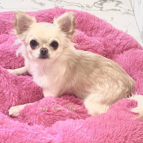 Chihuahua