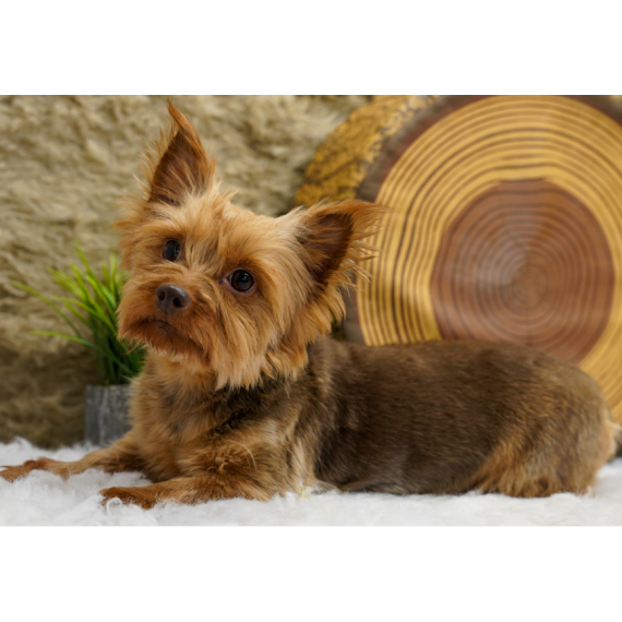 Kaden Yorkiepoo Puppy