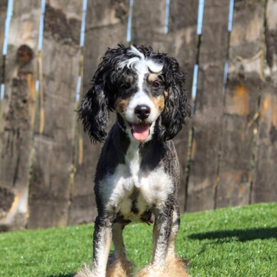 Bernedoodle