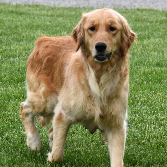 Golden Retriever
