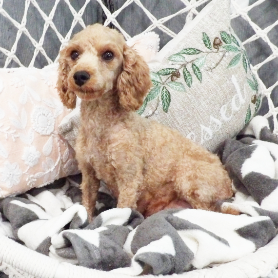 Poodle