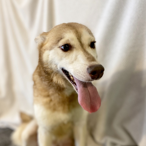 Alaskan Klee Kai