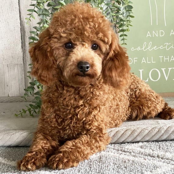 Poodle
