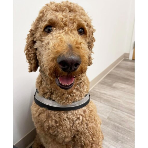 Poodle