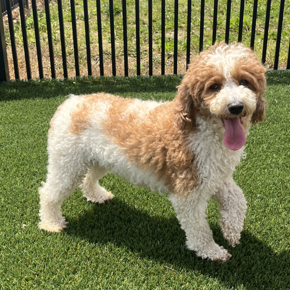 Poodle