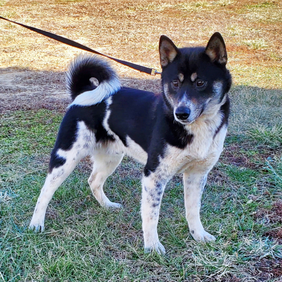 Shiba Inu