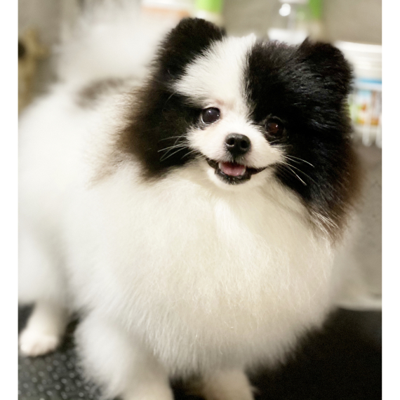 Pomeranian