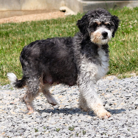 Bernedoodle