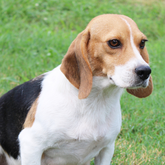 Beagle