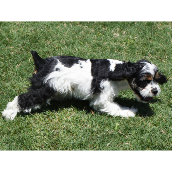 Cocker Spaniel