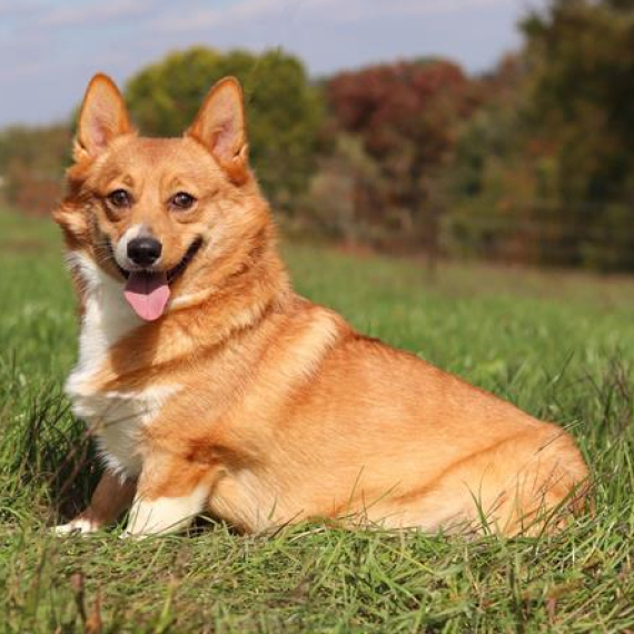 Pembroke Welsh Corgi
